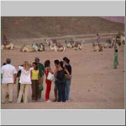 Sinai: Group of camels - back ;-)